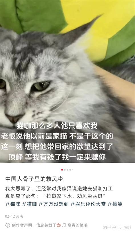 猫版“救风尘”，妹子花2万从猫咖为猫咪赎身，网友破防：上班也可怜的，谁来赎我！ 知乎