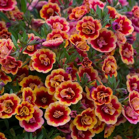 Buy Mini Petunia Million Bells Calibrachoa Can Can Double