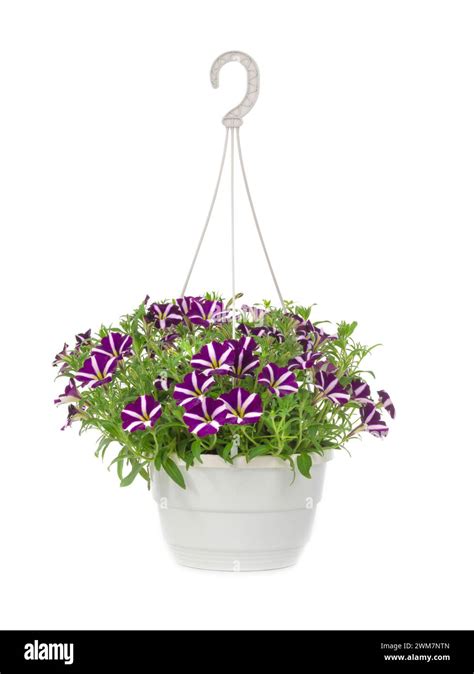 purple petunias bouquet isolated on white background Stock Photo - Alamy