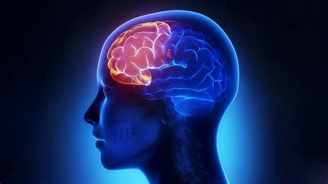 Structure and Function of the Prefrontal Cortex