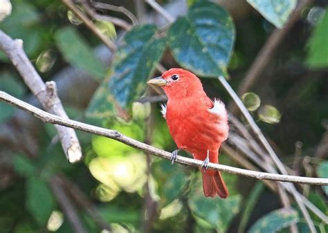 11 Species of Red Headed Birds in the World | Pets Nurturing