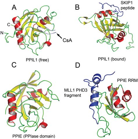 Biomolecules Free Full Text Roles Of Prolyl Isomerases In Rna