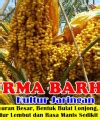 Jual Bibit Kurma Barhee Kultur Jaringan Jualbenihmurah