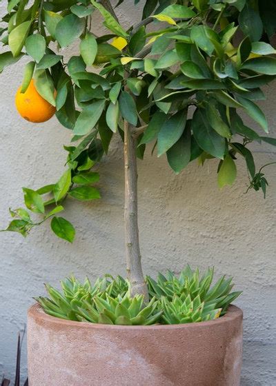 10 Top Trees To Grow In Containers The Real Estate Show With Alice Lema