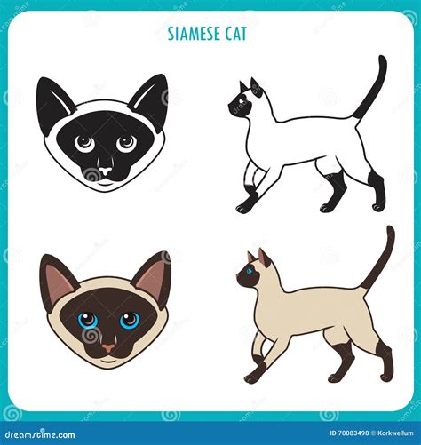 Siamese Cat Set Face And Body Vector On A White Background Siamese