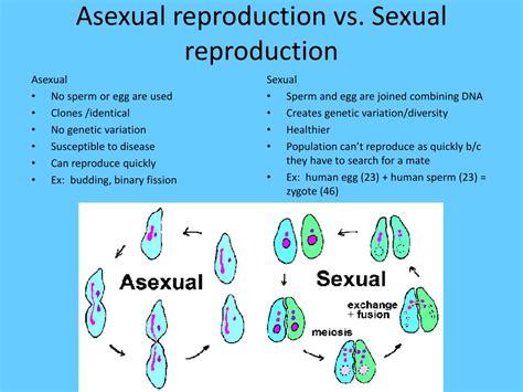 Ppt Biology Eoct Review Powerpoint Presentation Free Download Id525890