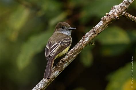 Myiarchus Cephalotes Pale Edged Flycatcher Atrapamoscas Mont