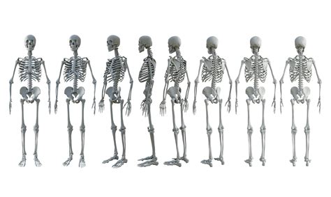 3d Rendering Of Human Skull Bones Full Body From Different Perspective