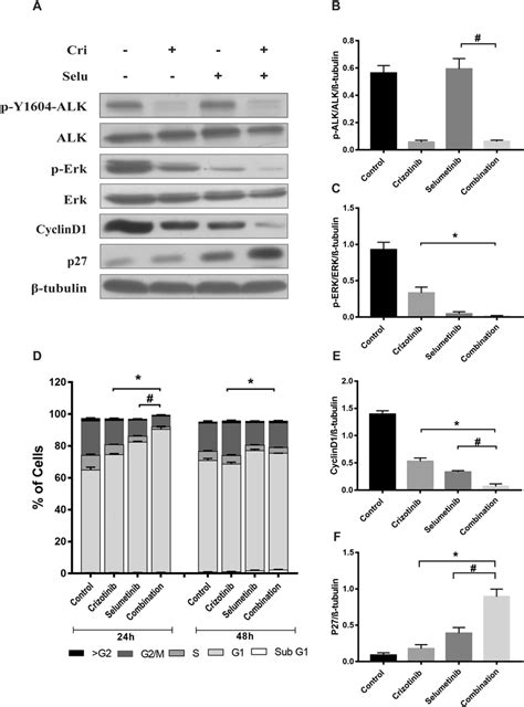 Effect Of Combination Treatment On Cell Cycle Progression And