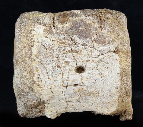 3.5" Hadrosaur (Duck-Billed Dinosaur) Vertebrae - Montana (#30747) For ...