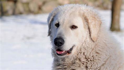 Kuvasz Características Fotos Pelo Color Amigos De Los Perros