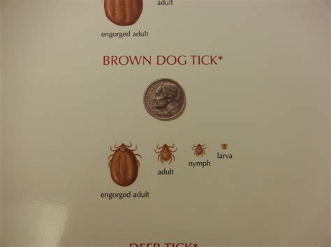 Brown dog tick | Colborne Street Pet Hospital