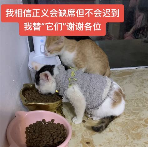 博主收养了一群流浪猫，没想到却被恶魔盯上，所有的善良都是伪装！ 知乎