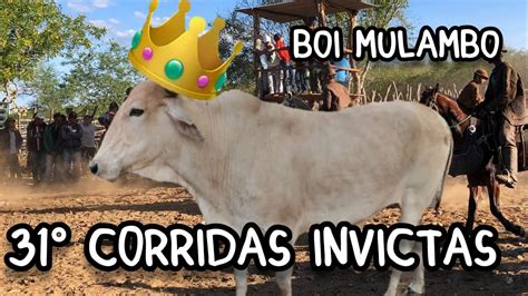 Boi Mulambo Completou 31 Corridas Invictas Foi Embora Pra Os