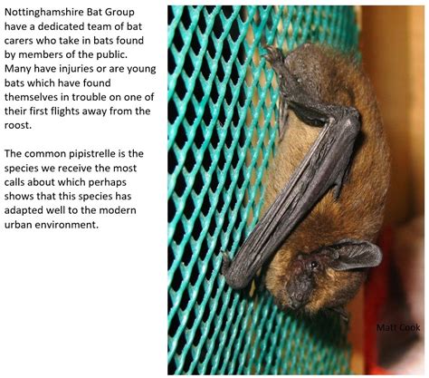 Common Pipistrelle – Nottinghamshire Bat Group