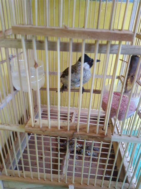 Cara Perawatan Burung Kutilang Agar Cepat Gacor Ketikanku