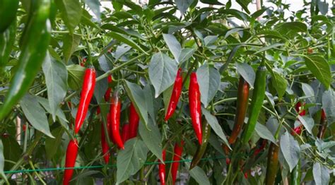 The Surprising Health Benefits of Chili Peppers | The How Do Gardener