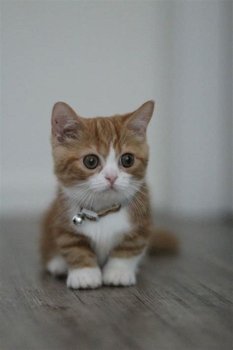 Munchkin Cat Cute Cat Breeds - Pets Lovers