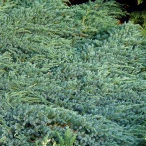 Juniperus Communis Green Carpet Jeneverbes Gewone Jeneverbes