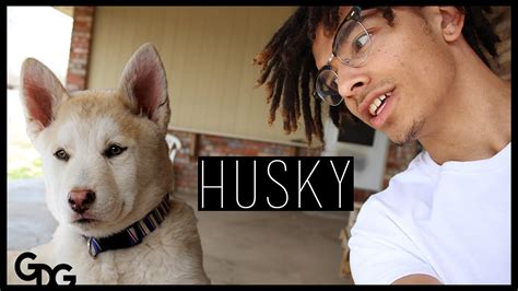 I Got A Husky Puppy Youtube