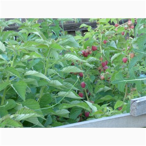 Реализуем саженцы малинового дерева "Таруса" — Agro-Ukraine