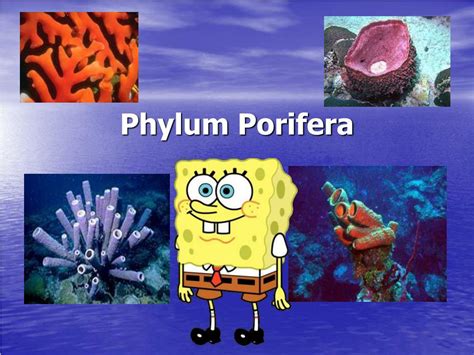 Ppt Phylum Porifera Powerpoint Presentation Free Download Id6908471