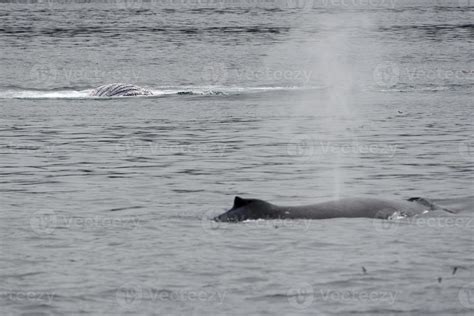 Humpback whale in Alaska 20178175 Stock Photo at Vecteezy