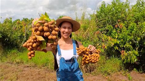 เก็บลำไยในสวนที่อเมริกาenth Sub U Pick Longan In Florida Giant Farm