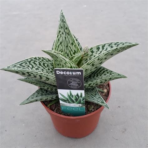 Aloe Variegata Tribal Wys Cm Kupuj W Obi