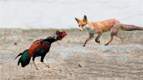 Ce Renard Regrette D Avoir Attaqu Le Coq Les Oiseaux De Proie Dans L