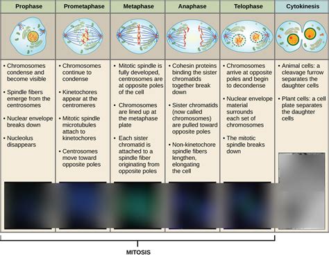 Pic Of Mitosis Stages Ppmat Diagram Quizlet