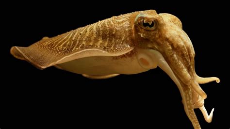 Cuttlefish Hd Wallpapers