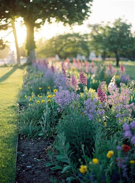 How to Successfully Grow Foxglove: A Field Guide to Planting, Care, and ...