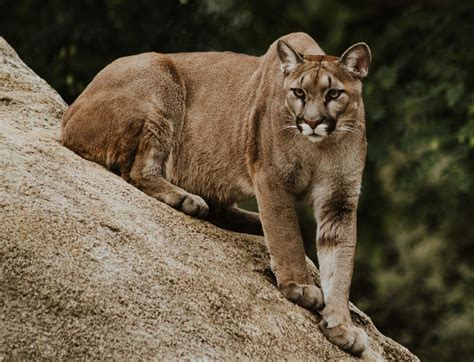 Cool Facts About Cougars Youll Want To Share With Your Friends Penguinmd