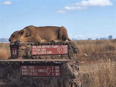 Nairobi National Park Half Day Game Drive With Free Pick Up Getyourguide