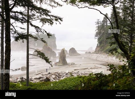 Pacific Coast In Mist Ruby Beach Olympic Nationalpark Washington