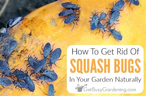 How To Get Rid Of Squash Bugs Naturally Get Busy Gardening