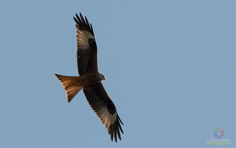 The Red Kite