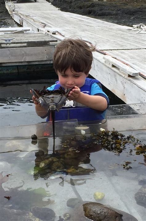 Join Us For Windjammer Days Boothbay Sea And Science Center