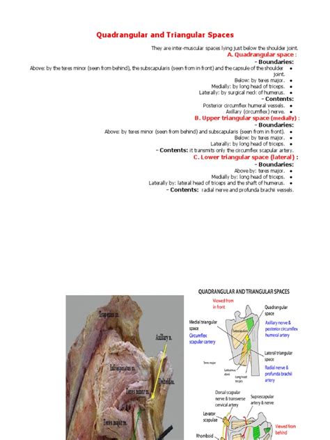 03 Quadrangular and Triangular Spaces | PDF | Shoulder | Limbs (Anatomy)