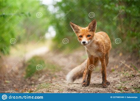 Retrato De Uma Raposa Vermelha Vulpes Num Belo Pano De Fundo Foto De