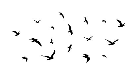 Silhouette Of A Flock Of Birds Black Contours Of Flying Birds Flying