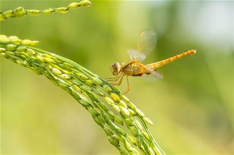 What's a Dragonfly Habitat Like? What Do Dragonflies Eat? Find Out Now ...