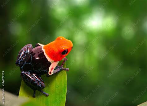 Red Headed Poison Dart Frog Ranitomeya Fantastica A Poisonous Small