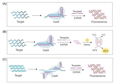 Schematic Representation Of Different Crisprcas9 Based Approaches A Download Scientific