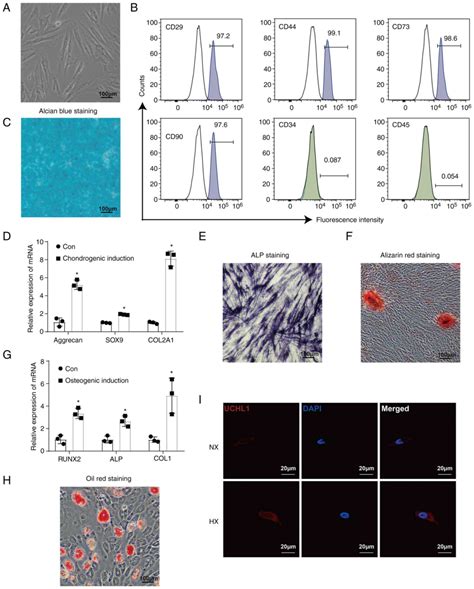 Uchl1 Alleviates Apoptosis In Chondrocytes Via Upregulation Of Hif‑1α