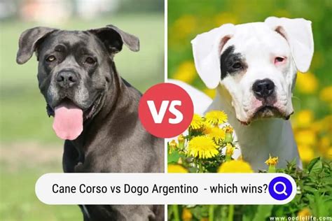 Cane Corso Vs Dogo Argentino (Which Wins?) And Photos - Oodle Life