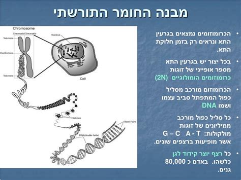 Ppt הכרומוזומים הקידוד של הטבע Powerpoint Presentation Id4539345