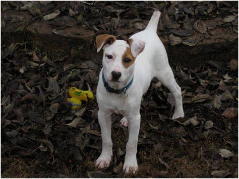 Mountain Feist Temperament Lifespan Shedding Puppy