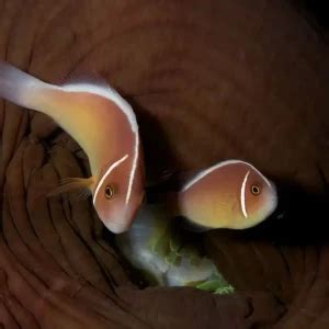 Pink skunk clownfish - Facts, Diet, Habitat & Pictures on Animalia.bio